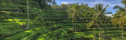 Rice Terraces - Bali H (PBH4 00 16656)